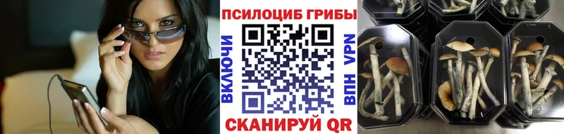 где можно купить Железногорск Псилоцибиновые грибы Psilocybine cubensis